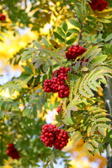 Ripe red Rowan berries on a branch with green leaves at Sunny autumn day