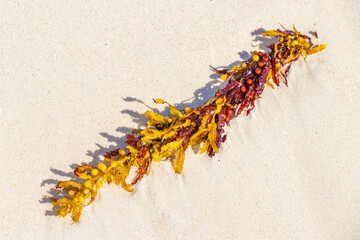 Fresh yellow seaweed seagrass sargazo beach Playa del Carmen Mexico.