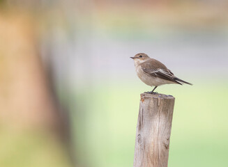 Obraz premium sparrow on a branch
