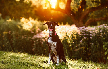 eurohound dog standing on a rock at sunset in front of a field.