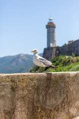 seagull Elba Island Toscany Italia