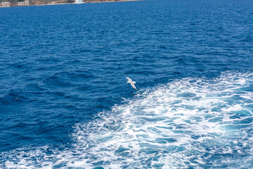 seagull flying see view