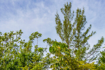 Tropical beach palm trees fir trees blue sky natural Mexico.