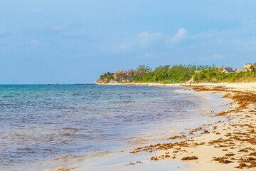 Tropical mexican beach water seaweed sargazo Playa del Carmen Mexico.