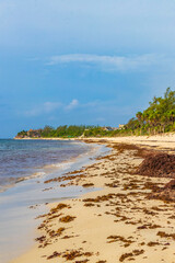 Tropical mexican beach water seaweed sargazo Playa del Carmen Mexico.