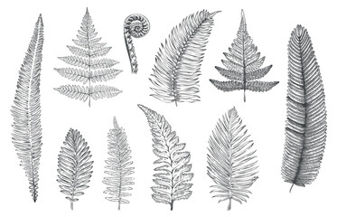 Hand drawn fern. Monochrome sketch of forest plants for greeting card and invitations decoration, rainforest fractal herbs and leaves. Vector tattoo set