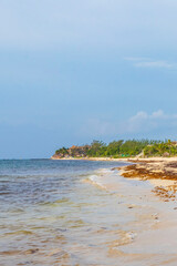 Tropical mexican beach water seaweed sargazo Playa del Carmen Mexico.
