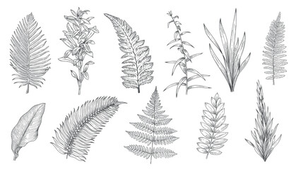 Forest plants sketch. Hand drawn grass and vintage botanical decorative collection, herbal and leaves design elements. Vector monochrome isolated set