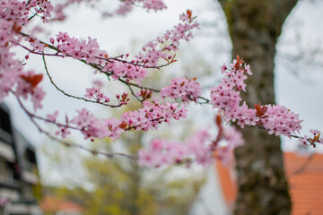 Hahnenklee Walpurgis Blüten Baum