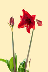 Red amaryllis flower on a yellow background.