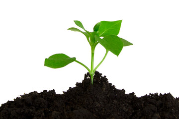 young plant growing from soil, sprout with drops of water isolated on white background