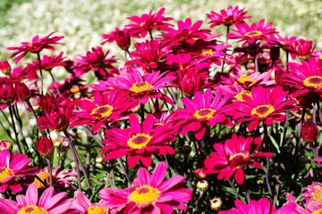 Fototapeta premium Red marguerite daisies or dill daisies (Argyranthemum) in a french garden