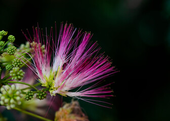 Single Pink Mimosa Tree Bloom