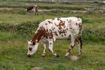 Vache normande de profil au pré