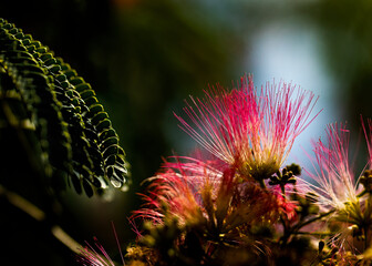 Backlit Mimosa Blooms and Leaves
