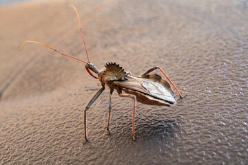 Scary Looking Sail-back Dinosaur Insect