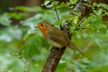robin in the garden