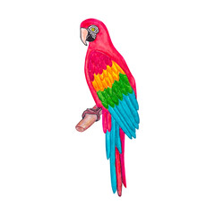 Parrot. Tropical bird. Watercolor illustration isolated on transparent backgroundTropical bird. Watercolor illustration isolated on transparent background