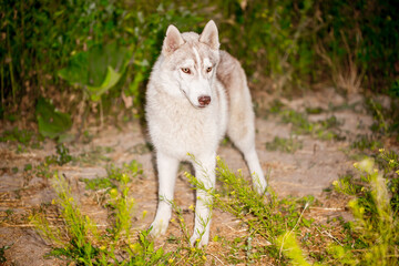 Husky dog walks in the park. Walk down the street with a big dog without a muzzle. Pedigree dog for the protection and protection. Eyes of different colors.