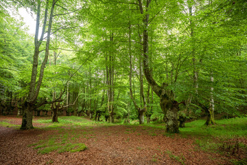 Landscape of a leafy beech forest in the Urkiola Nature Park, Basque Country, Spain