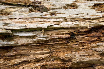 bark texture of an old tree