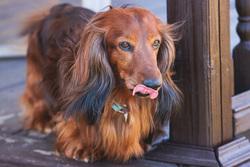 Dachshund dog, beautiful portrait of a red long-haired adult dachshund dog walk playing outside in summer sunny day - obrazy, fototapety, plakaty