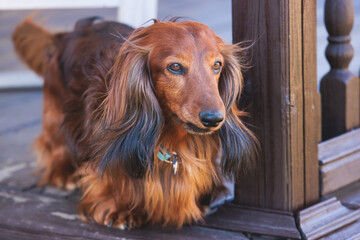 Dachshund dog, beautiful portrait of a red long-haired adult dachshund dog walk playing outside in summer sunny day