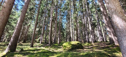 View of nature ad trees in Trentino Alto Adige.