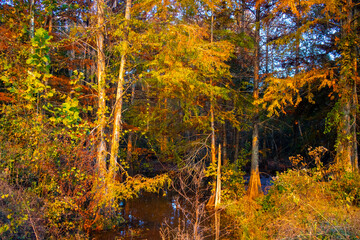 Beautiful fall nature scene wet marshland