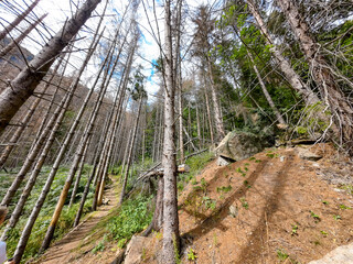 toter Wald