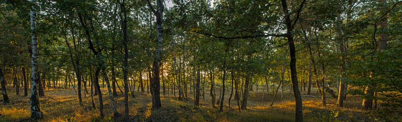 Fototapeta na wymiar sunset in the forest, veluwe, gelderland, netherlands, trees, panorama, 
