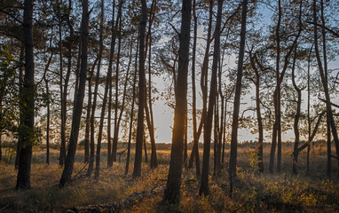 sunset in the forest,  veluwe, gelderland, netherlands, trees,