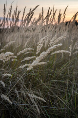 grass waving in sunset at veluwe, gelderland, netherlands, 