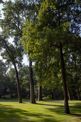 Fototapeta na wymiar trees in park, kroller moller museum, art museum, national park hoge veluwe, gelderland, netherlands, 