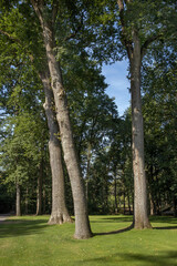 trees in park, kroller moller museum, art museum, national park hoge veluwe, gelderland, netherlands, 