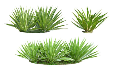 Bush Agave plants are drought tolerant in the humid tropics. (sharp thorns)
Collection of 3 sets.