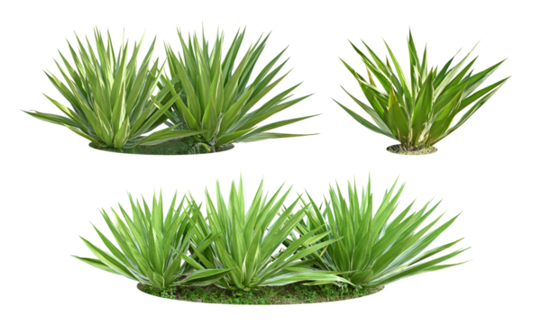 Bush Agave plants are drought tolerant in the humid tropics. (sharp thorns)
Collection of 3 sets.