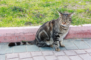 striped gray angry cat sitting on the road