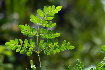 Moringa green leaves on nature background.