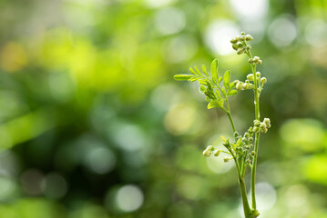 Moringa green leaves on nature background.