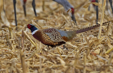 Colorful Ring-necked Pheasant, a popular game bird, in winter corn field