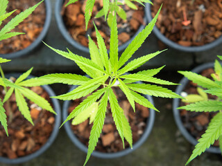 Cannabis sprouts are grown in pots for the leaves to be used for medicinal purposes. - 529210043