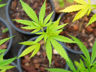 Cannabis sprouts are grown in pots for the leaves to be used for medicinal purposes. - 529210044