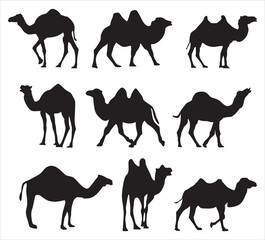 Vector set of silhouettes of two-humped and one-humped camels. Shadows Large mammal animal. Ship of the desert, steppe..