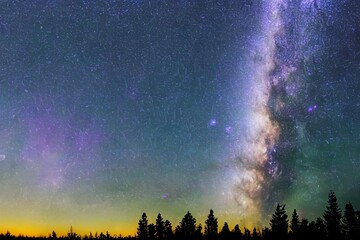 Fototapeta premium 針葉樹と天の川