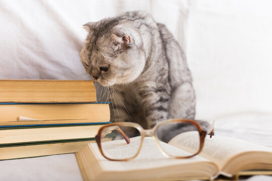 Interested Cat Sitting Near Stack Of Books And Owner Glasses