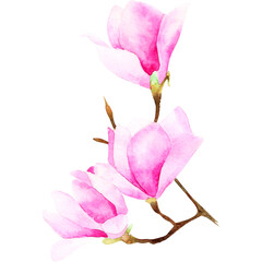 Watercolor pink magnolia flowerы. Botanical decorative element
