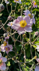 purple and yellow dahlia