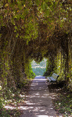 beautiful scenery in the forest