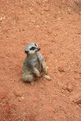 meerkat in the zoo